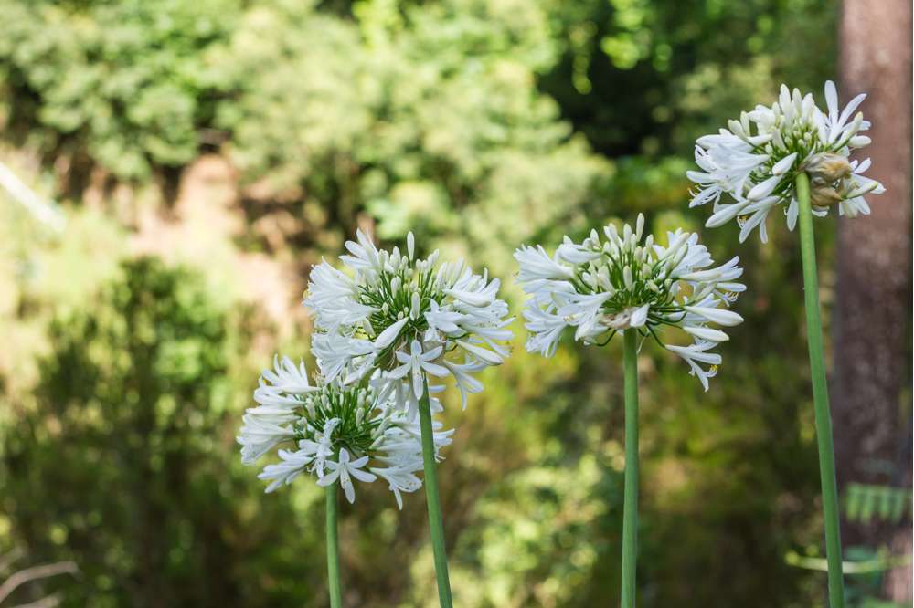Skärmlilja 'Africanus Albus', vit